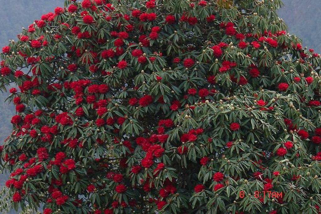 rhododendron tree