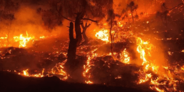 Binsar Wildlife Sanctuary Fire