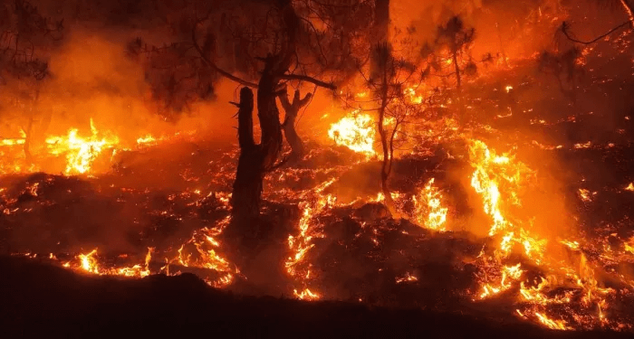 Binsar Wildlife Sanctuary Fire