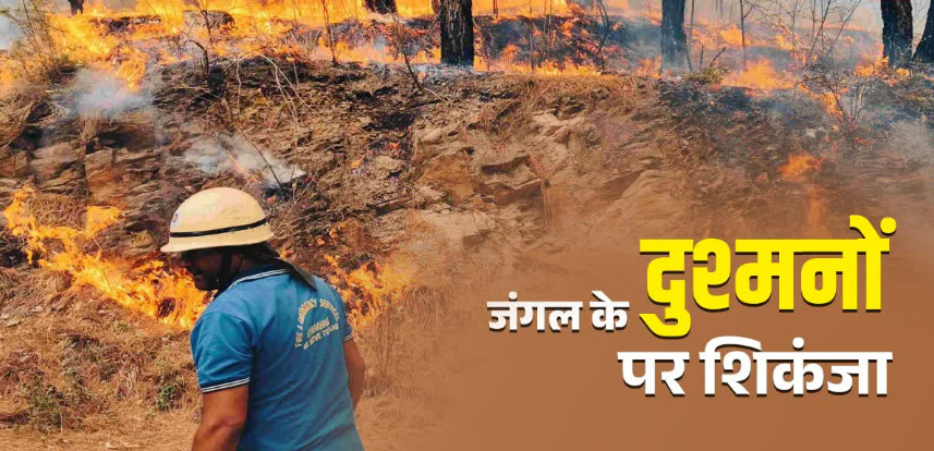 Dev Bhoomi Samiksha उत्तराखंड में जंगल के दुश्मनों पर ताबड़तोड़ कार्रवाई, चार महीने में 166 मामले दर्ज, आप न करें ये गलती -