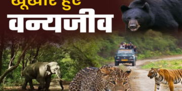 Dev Bhoomi Samiksha वन्यजीव संघर्ष के लिए बनेगी जनपद स्तरीय कमेटी, पंचायतों की भूमिका को मजबूत करने पर होगा बल -