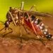 This image depicts an adult female Aedes aegypti mosquito feeding on a human subject with darker skin tone.