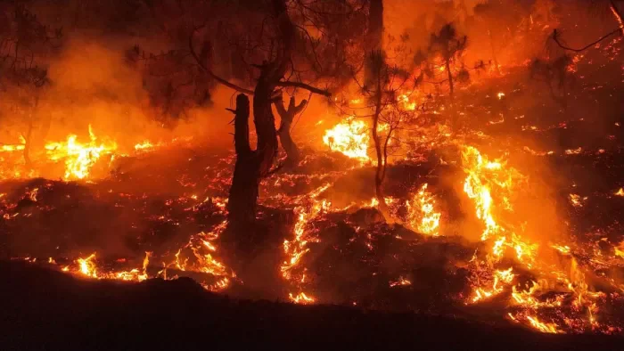 Binsar Wildlife Sanctuary Fire